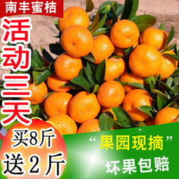應季蜜桔正當時 從薄皮小紅蜜到經典沙糖桔，新鮮水果批發指南