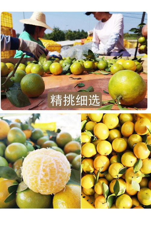 廣西皇帝柑 薄皮多汁的“貢柑”傳奇，孕婦與家庭皆宜的當季鮮果